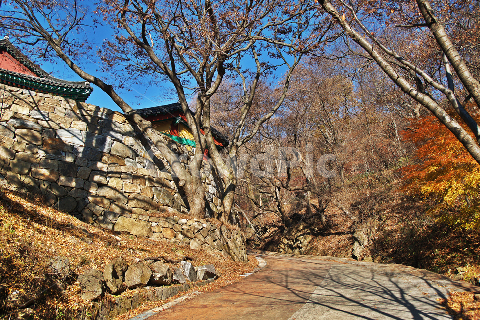 단풍,가을,청계사,의왕시,낙엽,계절,산사,사찰,종교,신앙,religion,belief,faith