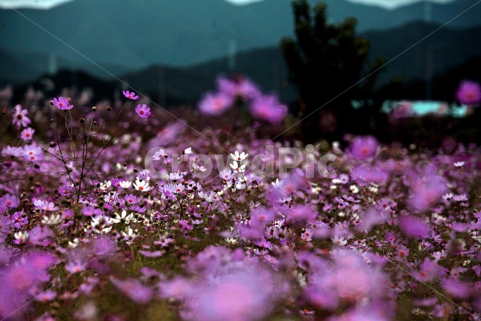 코스모스,식물,꽃,축제,풍경,가을,계절,fall,autumn,season,식물,자연,plants,nature,꽃,flower