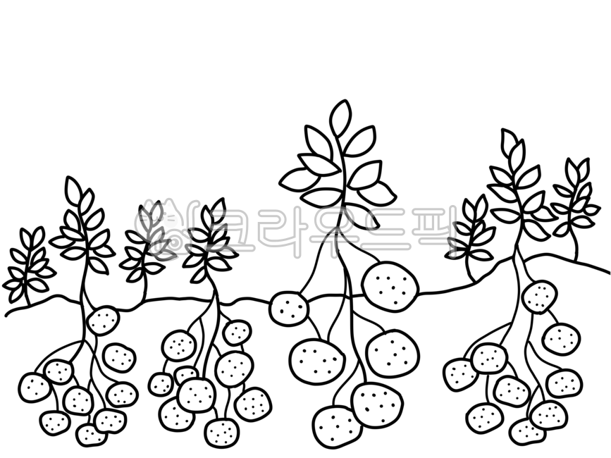 감자밭,감자밭일러스트,감자,감자밭그림,감자밭도안,감자밭색칠도안,감자도안,감자색칠도안,감자드로잉,감자밭드로잉