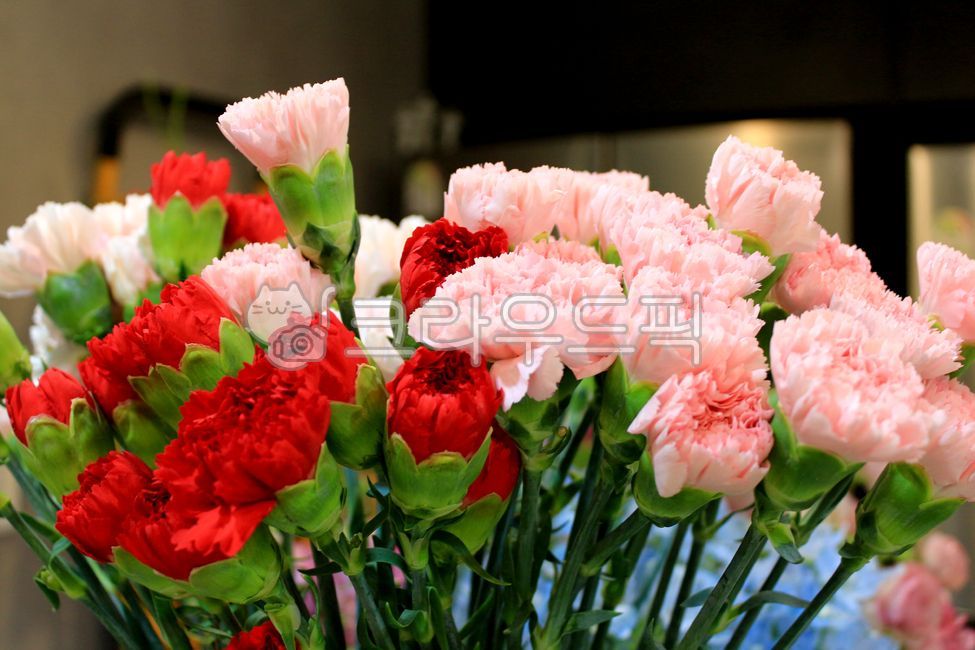 꽃꽂이,꽃,blossom,flower,카네이션,가정의달,어버이날