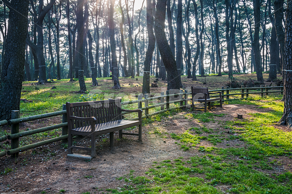 소나무,벤치,의자,공원,산책,오솔길,trail,pinetree,bench,park,햇살,sunshine,자연,nature,자연,풍경,nature,landscape,식물,plants,나무,trees,wood,휴식,힐링,rest,relaxation,healing
