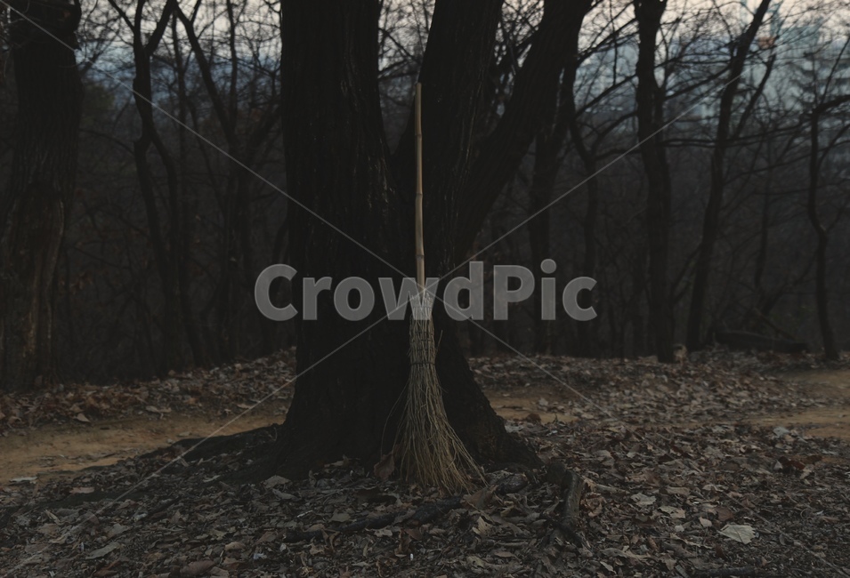 등산,빗자루,마법사,자유로운,비행,자연,풍경,nature,landscape,식물,plants,나무,trees,wood,ground,바닥,plant