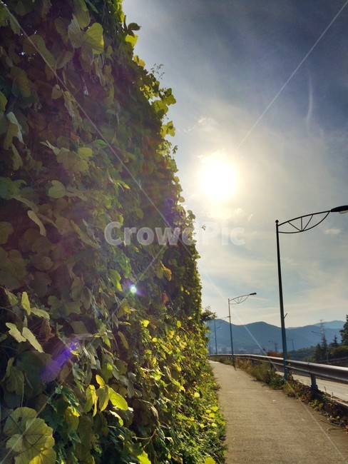 인도,벽,가로등,덩굴식물,도로,식물벽,자연,풍경,nature,landscape,flare,플레어,light,빛,road
