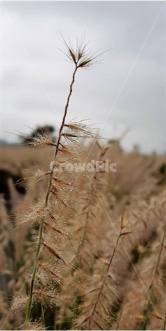 억새,가을,계절,자연,식물,이슬,하늘,페니세튬,가을,계절,fall,autumn,season,식물,자연,plants,nature,grass,잔디,plant,lawn,reed,갈대