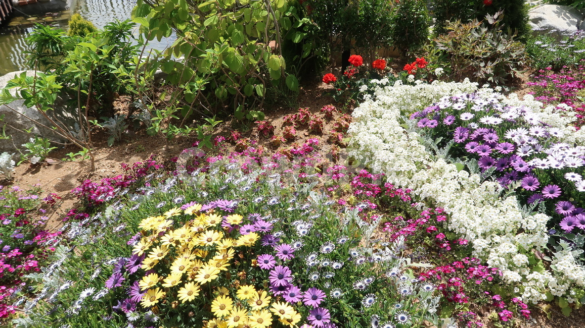 plant,식물,flower,blossom,꽃,공원,봄,봄꽃,알록달록,화분,노란꽃,자연,park,spring,colorful,yellow,nature