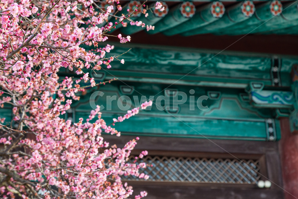 매화,봄,홍매화,봄소식,사찰,flower,꽃