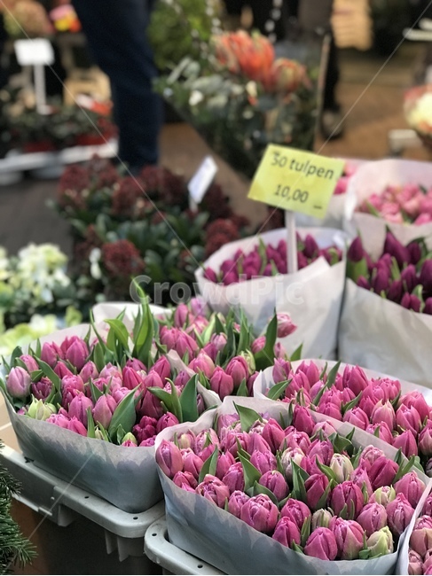 튤립,꽃시장,꽃,암스테르담,플라워,tulip,시장,마트,마켓,market,mart,market place,꽃,flower