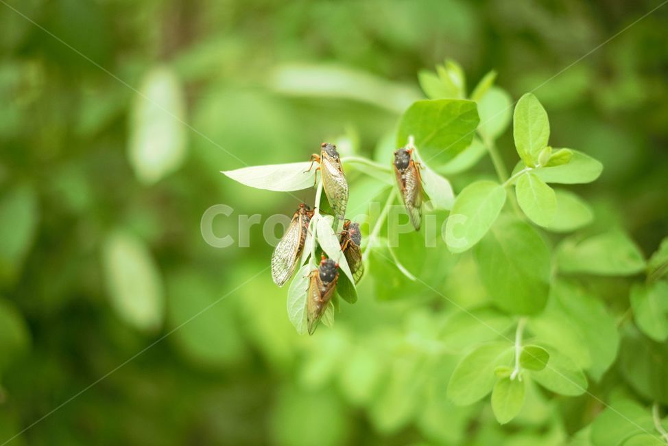 매미,매미떼,곤충,벌레,여름,동물,animal,곤충,벌레,insect,bug
