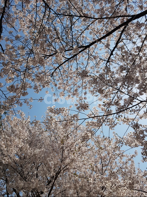 봄,벚꽃,꽃,하늘,봄풍경