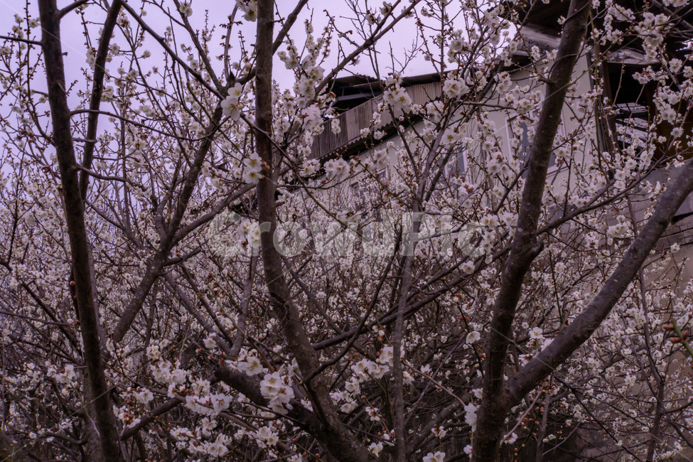 매화,매화꽃,봄꽃,봄,나무,계절,매화나무,꽃,풍경,봄,계절,spring,season,식물,자연,plants,nature,꽃,flower,plant,cherry blossom,벚꽃,blossom