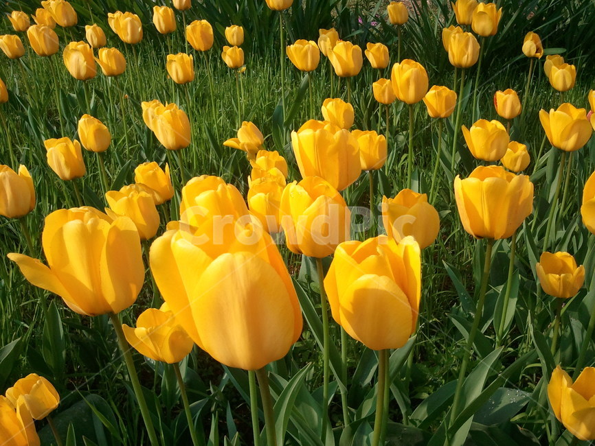 튤립,tulip,백합과,식물,꽃,구근초,여러해살이화초,식물,자연,plants,nature,꽃,flower