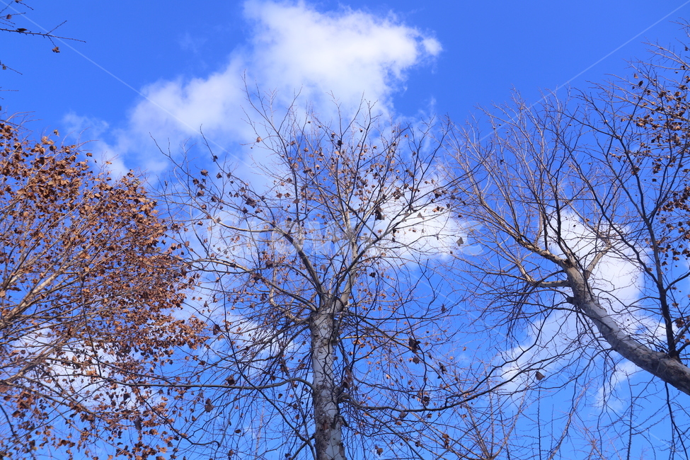 푸른,하늘,구름,나무,나뭇가지,bluesky,tree,branch