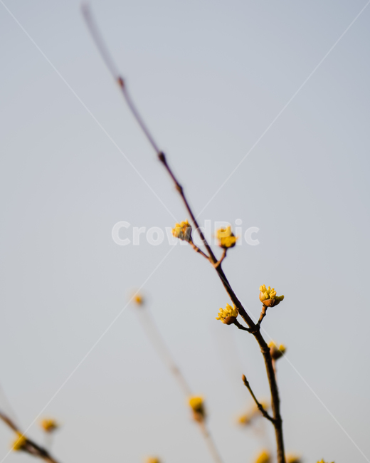 spring,spring flowers,Cornus officinalis,yellow flower,spring sunshine