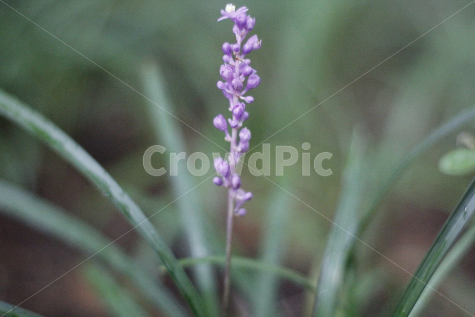 plant,flower,purpleflower,식물,꽃,보라색꽃,식물,자연,plants,nature
