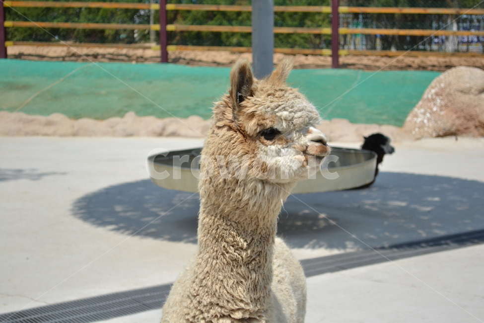 라마,알파카,llama,alpaca,동물,animal,동물,animal,포유류,mammal