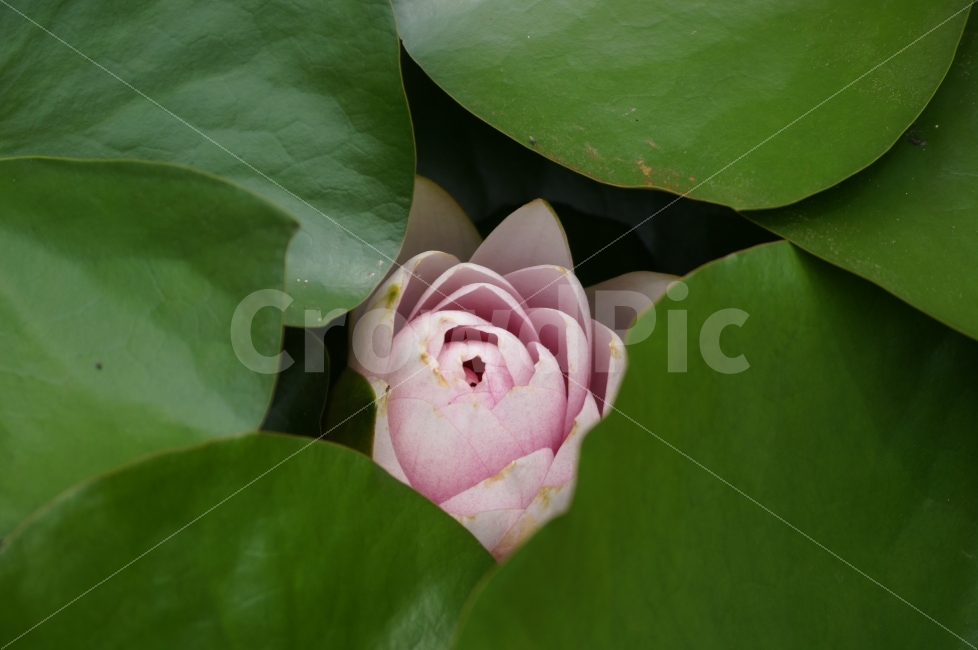 연꽃,연꽃축제,고성,꽃,꽃사진,식물,자연,plants,nature,꽃,flower