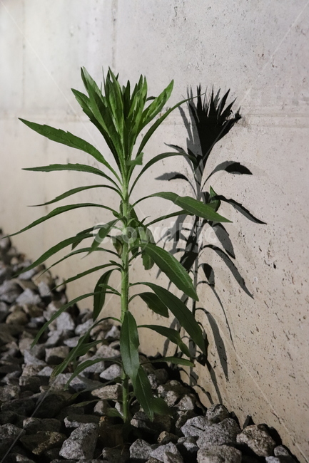 flower,dark,그림자,shadow,꽃,stone,콘크리트벽,노출콘크리트,plant,식물,벽