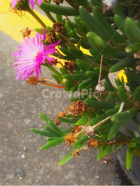 도로,중앙선,꽃,plant,식물,핫핑크,자주색,막사국,carpobrotus,iceplant,식물,자연,plants,nature,꽃,flower