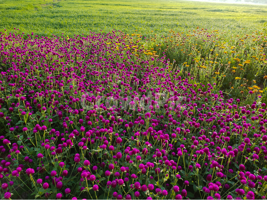 천일홍,꽃,보라,여름,풍경,식물,자연,plants,nature,꽃,flower
