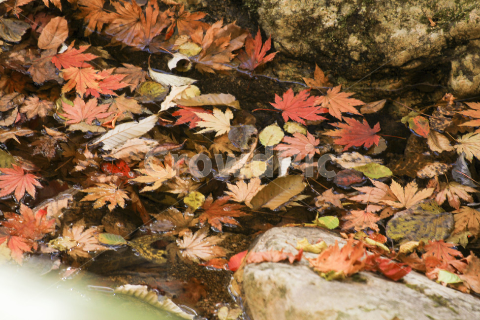 단풍,가을,단풍잎,빨간단풍,fall,가을,계절,fall,autumn,season,식물,자연,plants,nature