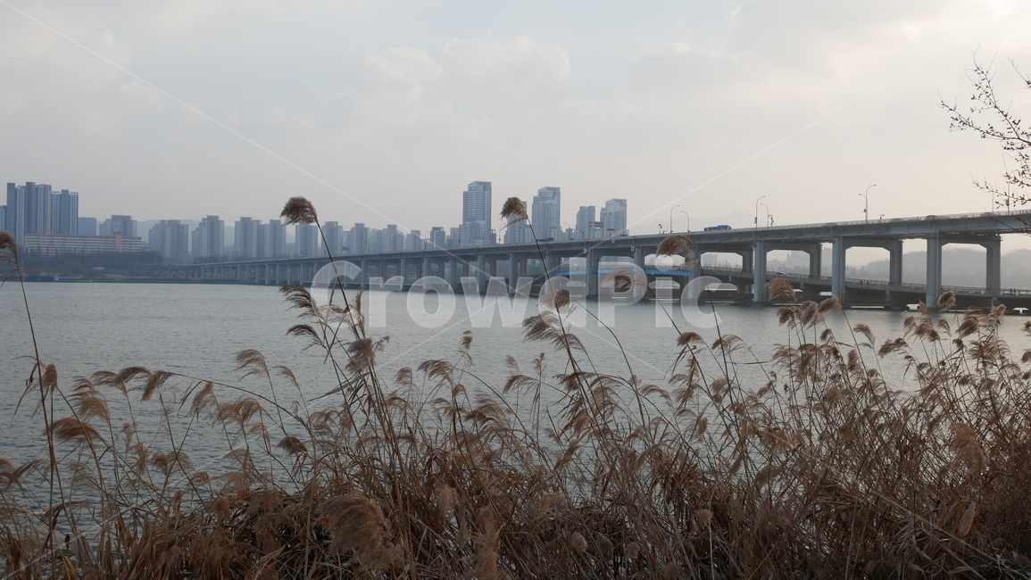 한강,서울,한강다리,겨울,억새,식물,자연,plants,nature