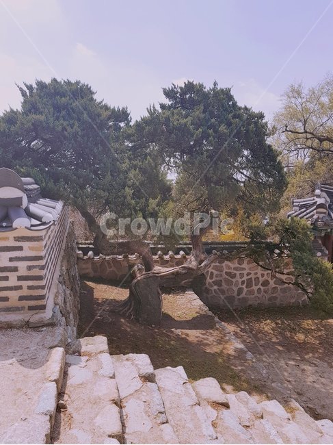 나들이,소나무,소나무풍경,남한산성소나무,남한산성,자연,풍경,nature,landscape,한국자연풍경,한국자연경관,korea nature landscape,soil,흙