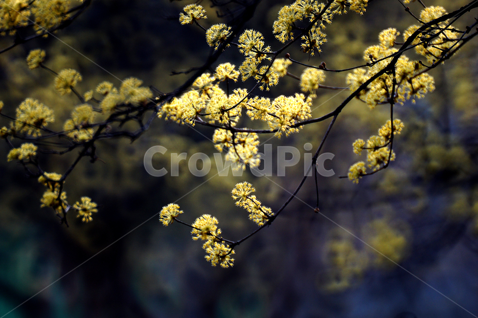 산슈유,봄,노랑,축제,감성,봄,계절,spring,season,식물,자연,plants,nature,꽃,flower,plant