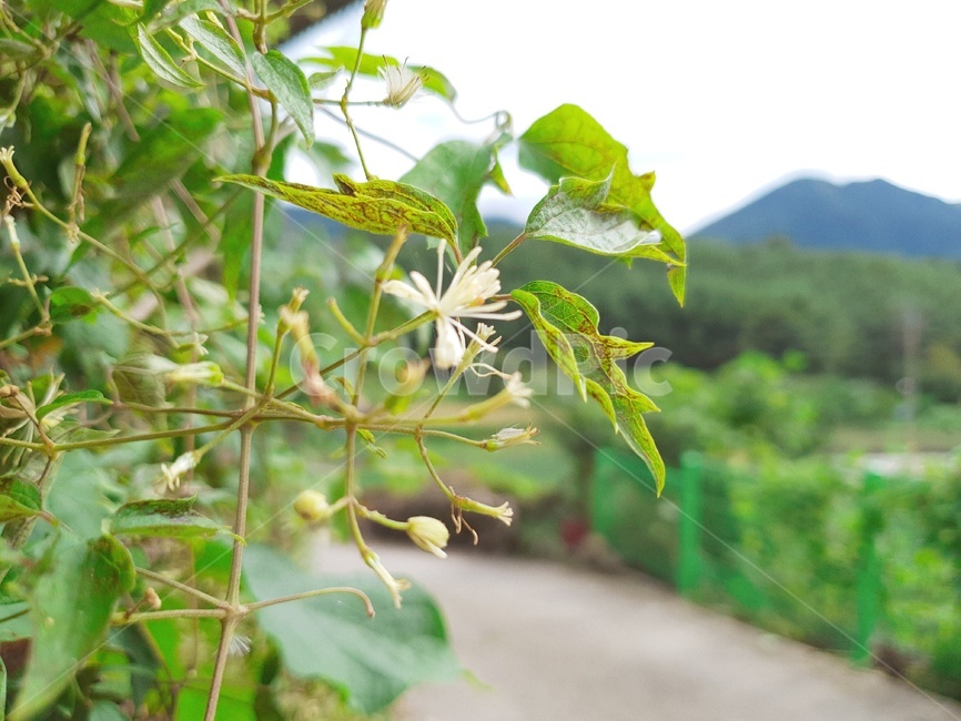 식물,잎,plant,leaf,꽃,야생화,들꽃,자연,nature,식물,자연,plants,nature,꽃,flower