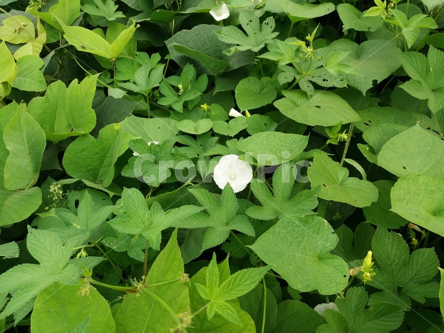 plant,식물,잎,파란색,잡초,식물,자연,plants,nature