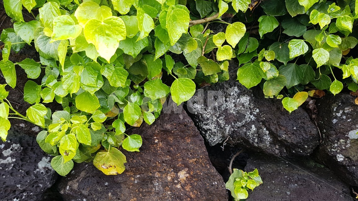 식물,제주도,돌담,제주,자연,비