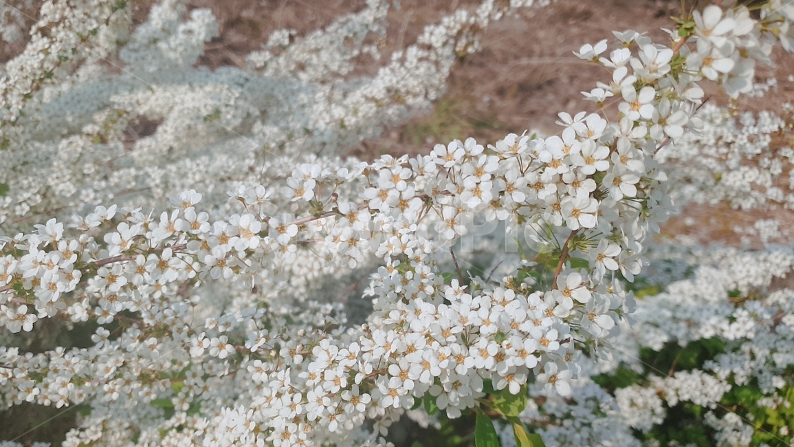 꽃,flower,흰색꽃,식물,자연,봄,spring,흰색,white,봄,계절,spring,season,식물,자연,plants,nature,꽃,flower,plant,blossom
