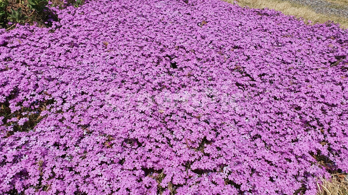 spring,flower grass,flower bed,flower garden,Dianthus on the ground,flower
