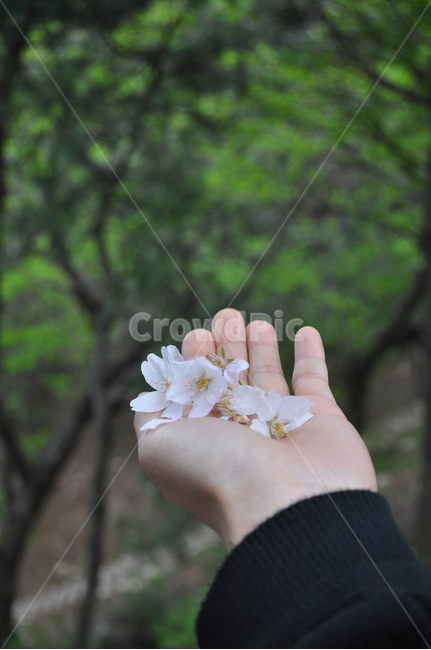 person,사람,human,인간,petal,꽃잎,flower,꽃,plant,식물,blossom,손,손바닥,벚꽃,꽃,flower,신체일부,몸,body
