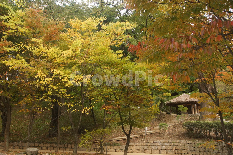 tree,나무,plant,식물,선교장,강릉,마당,sungyojang,gangneung,단풍,maple,thatchedhouse,thatchedroofhouse,초가집,가을,계절,fall,autumn,season,한국전통,한국문화,korean traditional,korean culture