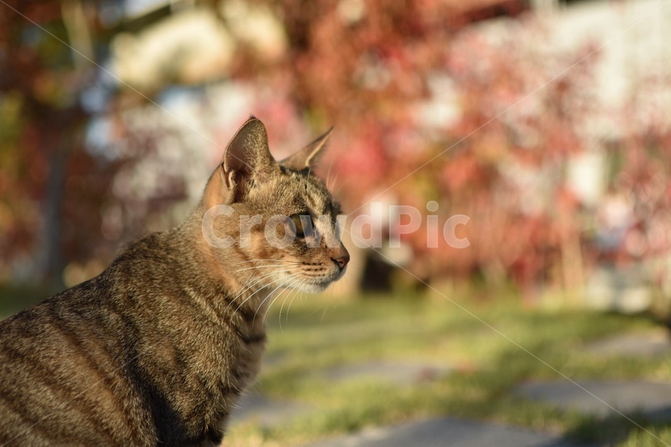 고양이,동물,길고양이,야생고양이,야생동물
