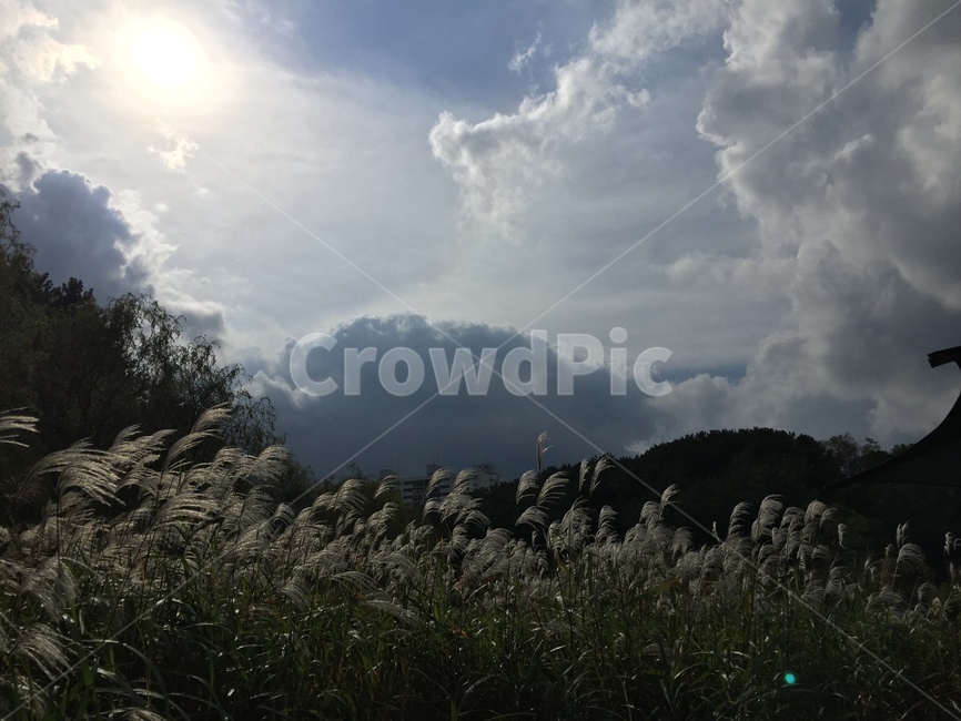 자연,하늘,억새,nature,silvergrass,가을,계절,fall,autumn,season,자연,풍경,nature,landscape,plant,식물,grass,잔디,lawn,reed,갈대