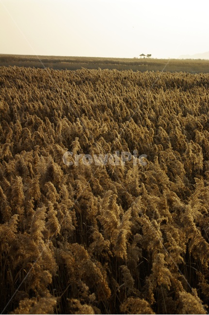 풍경,갈대밭,갈대,식물,plant,순천만,가을,계절,fall,autumn,season,자연,풍경,nature,landscape,grass,잔디,vegetation,초목