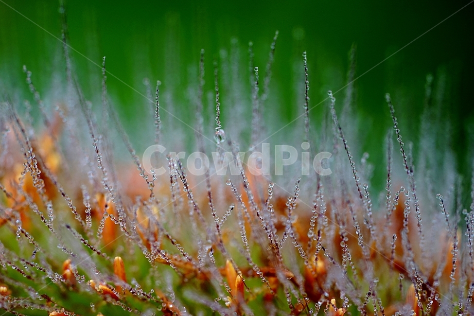 스크렁,들풀,새벽이슬,이슬,아침이슬,식물,자연,plants,nature