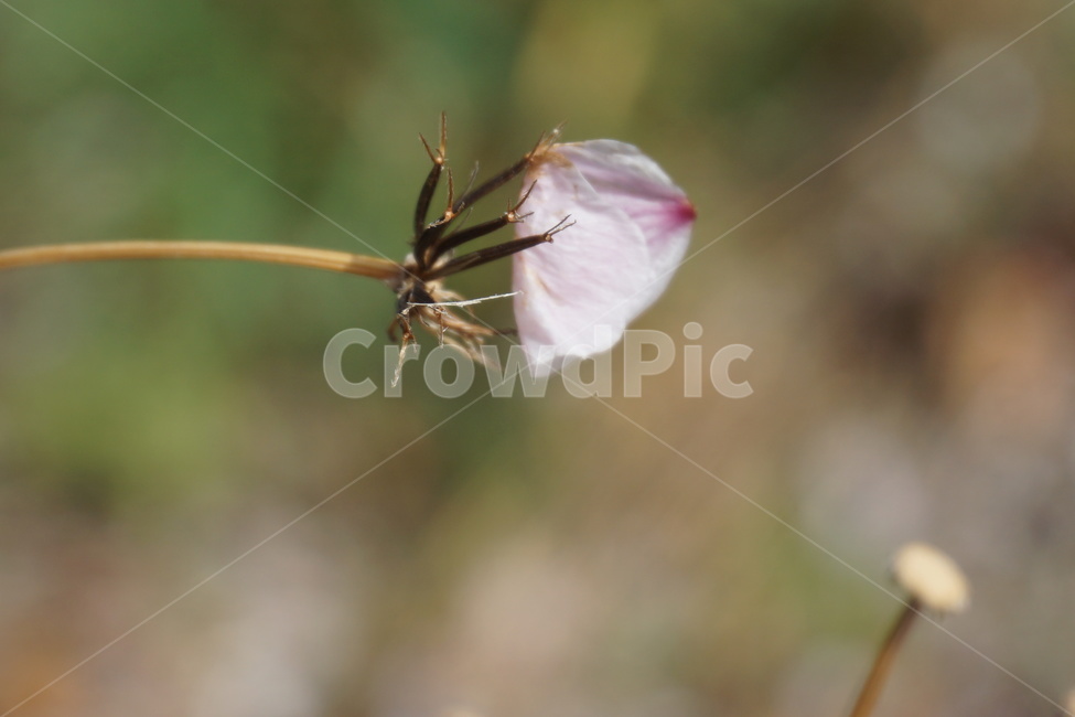 도깨비풀,도깨비가시,꽃잎,벚꽃잎,가시,3월,4월,마르다,식물,자연,plants,nature