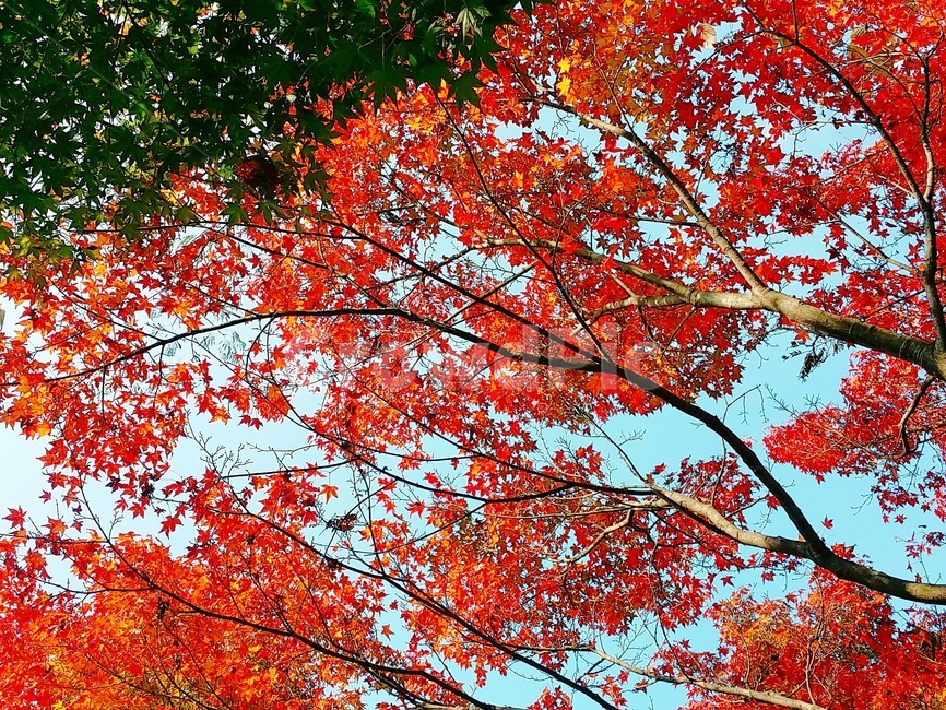 단풍,maple,나무,tree,식물,plant,잎,leaf,붉음,빨강
