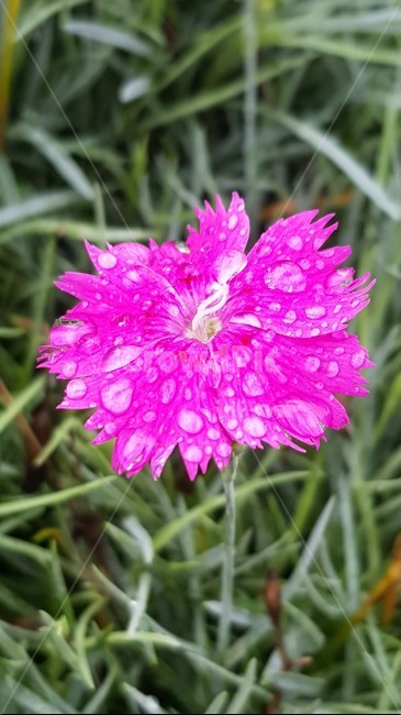 plant,식물,blossom,flower,꽃,식물,자연,plants,nature,꽃,flower