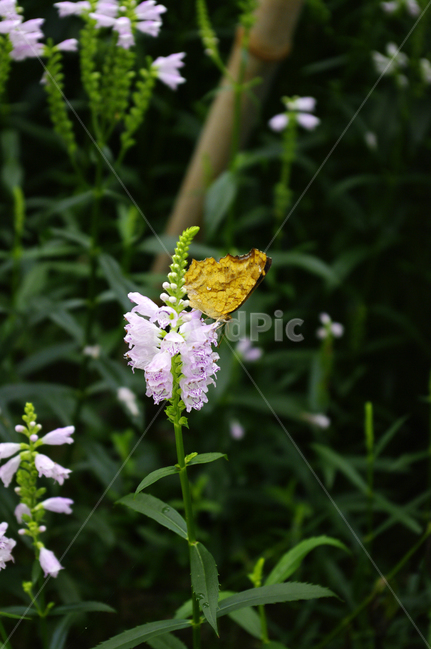 꽃,flower,식물,plant,꽃범의꼬리,나비,식물,자연,plants,nature,꽃,flower,동물,animal,곤충,벌레,insect,bug