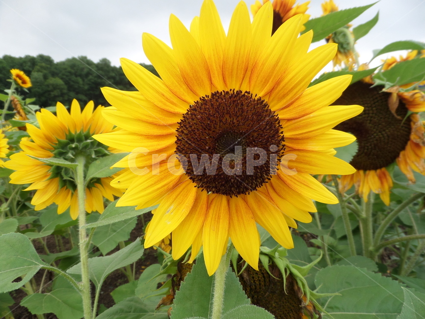 해바라기꽃,해바라기,꽃,식물,sunflower,자연,flower,yellow,plant,여름