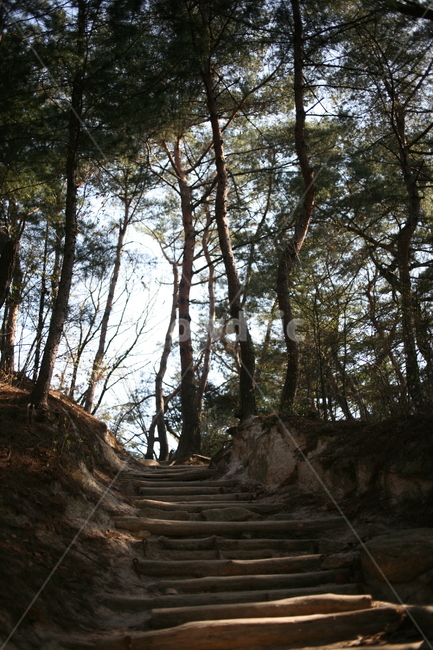 나무,식물,풍경,소나무,tree,plant,정릉,계단,길,산,mountain