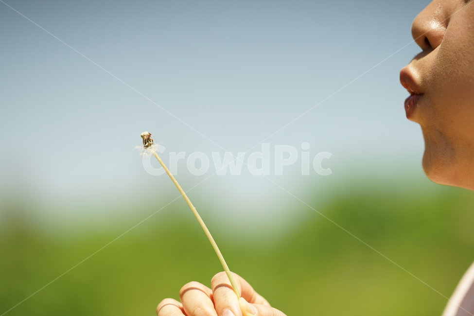 민들레씨,씨앗,감성사진,순간포착,씨,인물,식물,생명,접사,감성,감성샷,식물,자연,plants,nature,사람,인물,인간,human,person,신체일부,몸,body