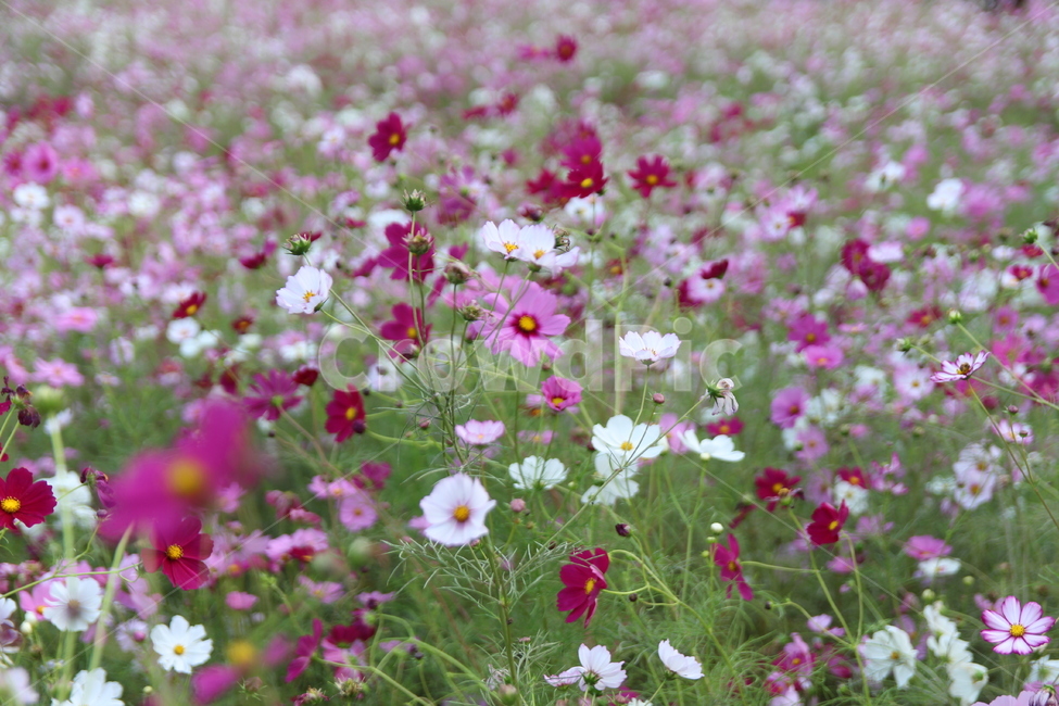 outdoors,옥외,자연,꽃,아름다움,식물,자연,plants,nature,꽃,flower