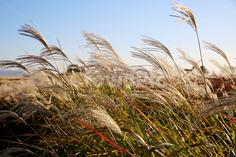 가을,갈대,풍경,억새,하늘,자연,nature,landscape,식물,plants,가을,계절,fall,autumn,season,grass,잔디,plant,lawn,reed