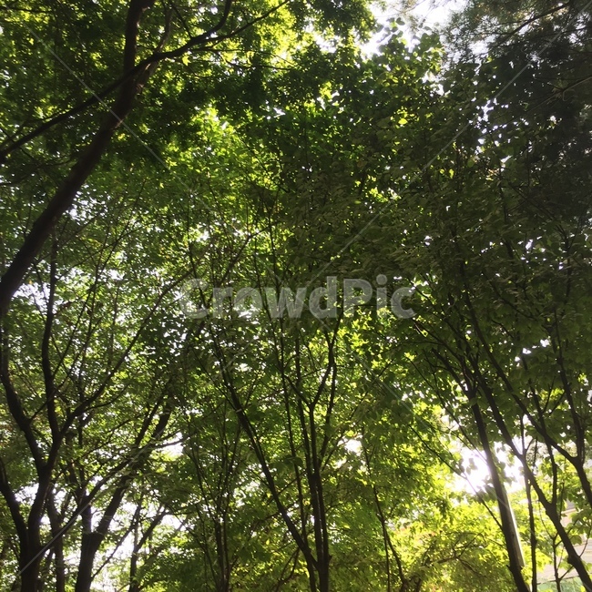 길거리,풍경,초록,파릇파릇,시원함