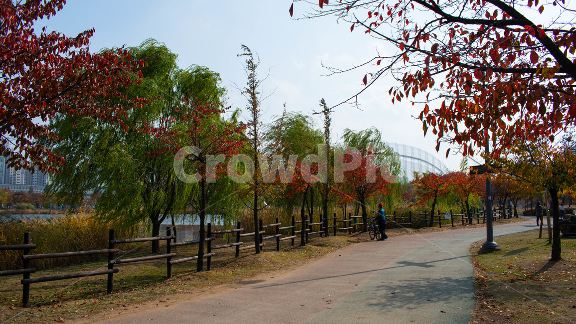 가을,단풍,낙엽,호수,갈대,가을,계절,fall,autumn,season,사람들,대중,군중,other people,crowd,tree,나무,plant,식물