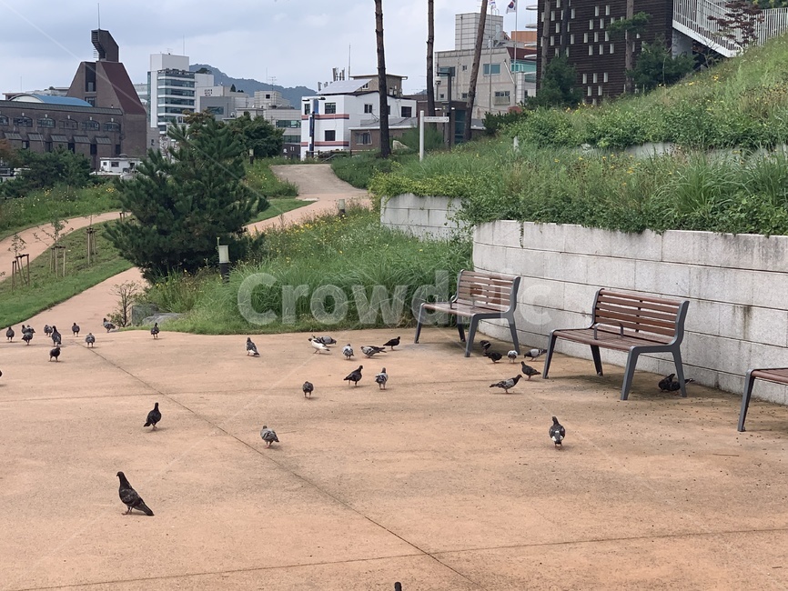 동대문,성곽공원,밴치,비둘기,순성길